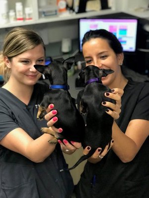 thrive vet great hills