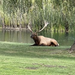 Cub Lake - 8/28/25