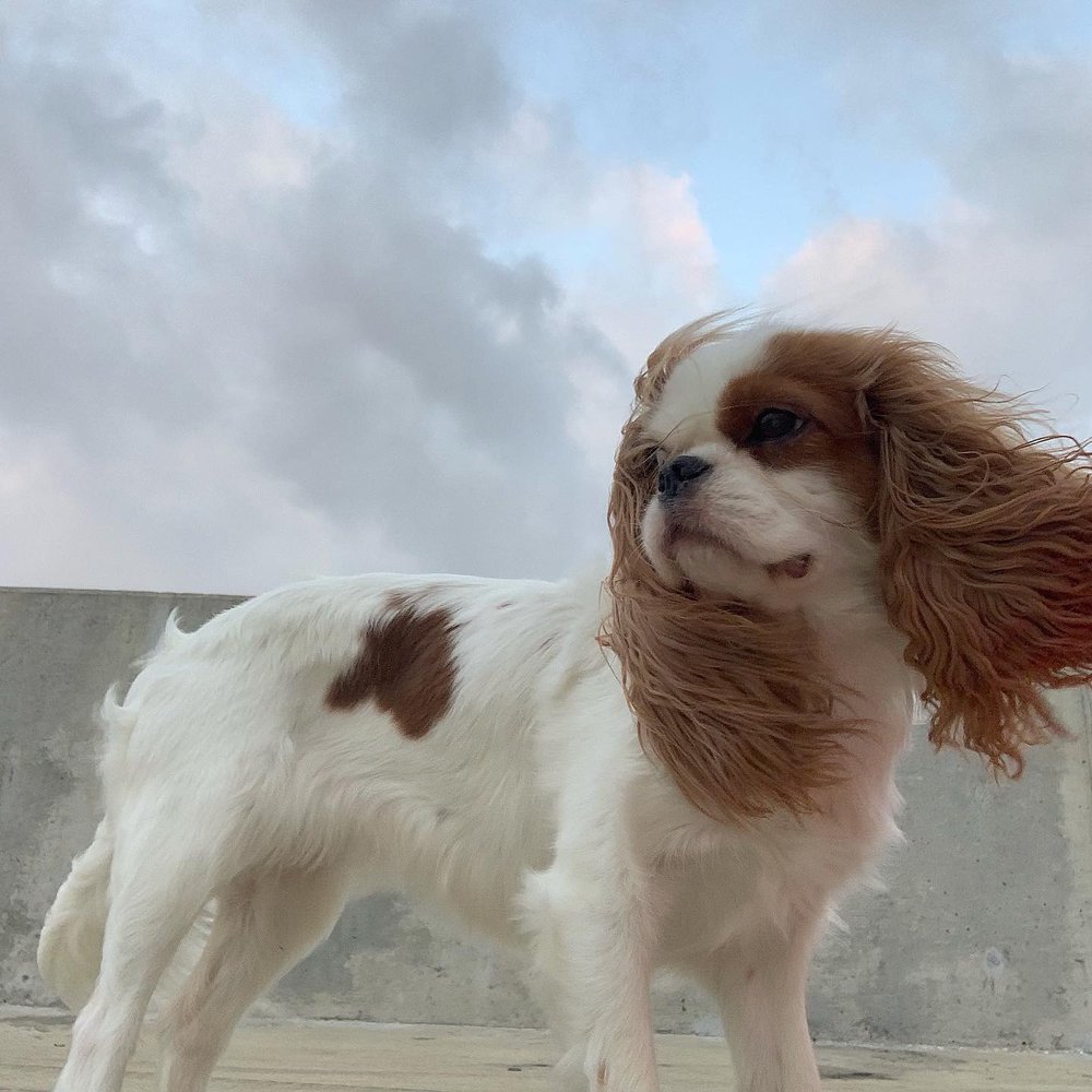We keep her trimmed and her ears long. (This one is a few months after a trim) We keep her trimmed and her ears long. (This one is a few months after a trim)
