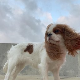 We keep her trimmed and her ears long. (This one is a few months after a trim) We keep her trimmed and her ears long. (This one is a few months after a trim)