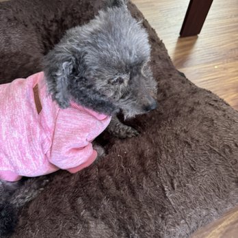 Happy Happy Pet Mobile Spa - My sad faced elder mixed poodle with uneven hair cuts - Pet Groomers Near Me Happy Happy Pet Mobile Spa - My sad faced elder mixed poodle with uneven hair cuts - Pet Groomers Near Me