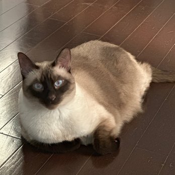 Frontino Pest Control - Reznor on hardwood floors! - Pest Control Near Me - Phoenix, Arizona