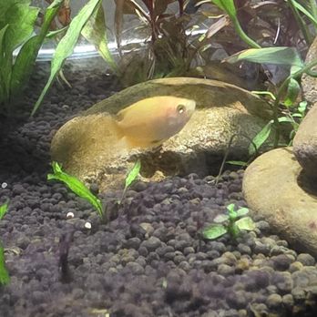 PetSmart - Gold honey gourami - Pet Stores Near Me - Salinas, California