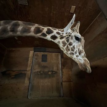 Ward Veterinary Services - Jafar, giraffe! - Veterinarians Near Me - Tupelo, Mississippi Ward Veterinary Services - Jafar, giraffe! - Veterinarians Near Me - Tupelo, Mississippi