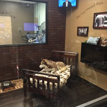 The Spaw - Very curios pup! - Pet Groomers Near Me - Tustin, California The Spaw - Very curios pup! - Pet Groomers Near Me - Tustin, California