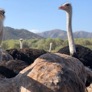 Ostrichland USA - Ostrich - Attraction Farms Near Me - Solvang, California Ostrichland USA - Ostrich - Attraction Farms Near Me - Solvang, California