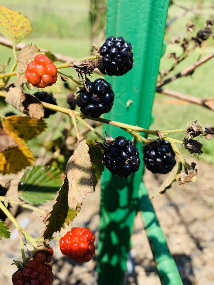 OTTAWA FARMS Updated September 2024 52 Photos & 15 Reviews 702