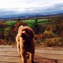 Photo of Doggone Styles by Pilar