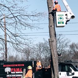 FAMA Tree Service