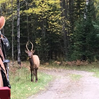 Thunder Bay Resort - Free-roaming yearling spiker - Resorts Near Me - Hillman, Michigan