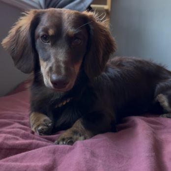 Happy Bay Paws - Pet Groomers Near Me