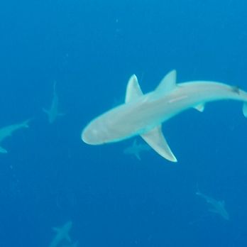 One Ocean Diving - Free Diving Near Me - Haleiwa, Hawaii