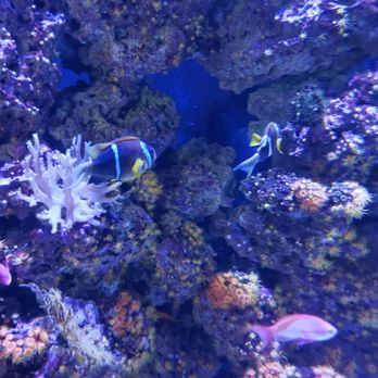Vancouver Aquarium - Aquariums Near Me - Vancouver, British Columbia Vancouver Aquarium - Aquariums Near Me - Vancouver, British Columbia