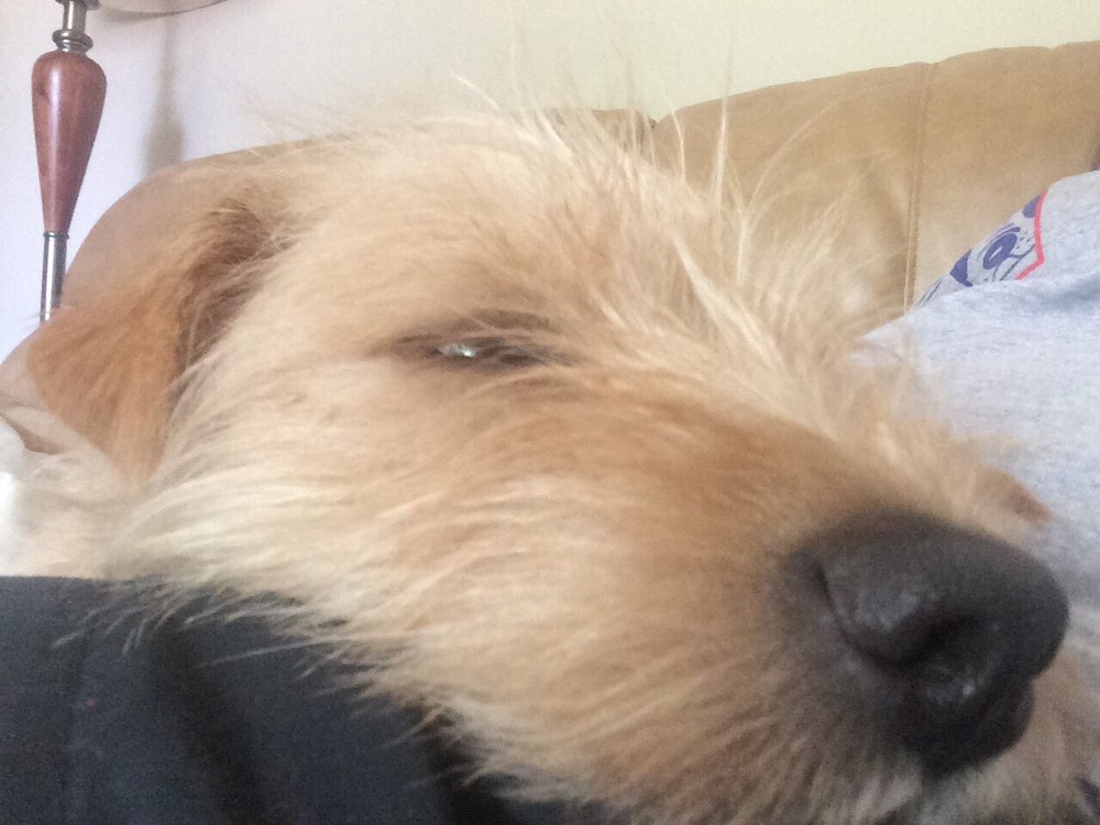 KARNIK PET LODGE 17 Photos & 35 Reviews Pet Boarding 405 N Maple