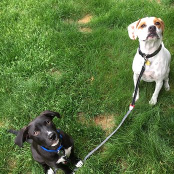 MGB Pet Sitters - Gunner & Boone enjoying their time with MGB every day. They love their time with them. - Dog Walkers Near Me MGB Pet Sitters - Gunner & Boone enjoying their time with MGB every day. They love their time with them. - Dog Walkers Near Me