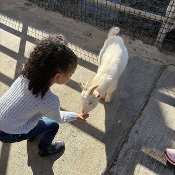 Montebello Barnyard Zoo - Petting Zoos Near Me - Montebello, California Montebello Barnyard Zoo - Petting Zoos Near Me - Montebello, California