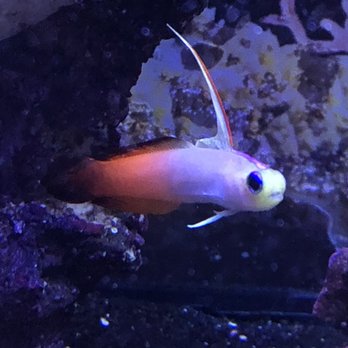 Aquatic Treasures - Fire fish in 20g - Aquarium Services Near Me - Las Vegas, Nevada Aquatic Treasures - Fire fish in 20g - Aquarium Services Near Me - Las Vegas, Nevada