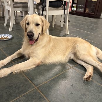 Balanced Obedience - Pet Training Near Me - Honolulu, Hawaii Balanced Obedience - Pet Training Near Me - Honolulu, Hawaii