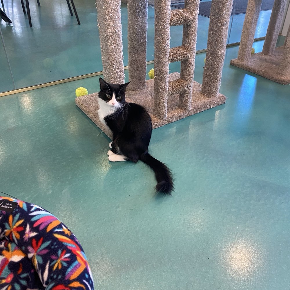 Regal Cat Cafe - Coffee & Tea Near Me - Calgary, Alberta Regal Cat Cafe - Coffee & Tea Near Me - Calgary, Alberta