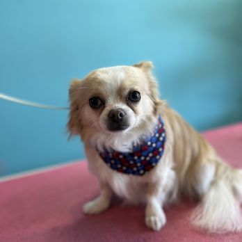 Pet Spa - Pet Groomers Near Me - Boise, Idaho Pet Spa - Pet Groomers Near Me - Boise, Idaho
