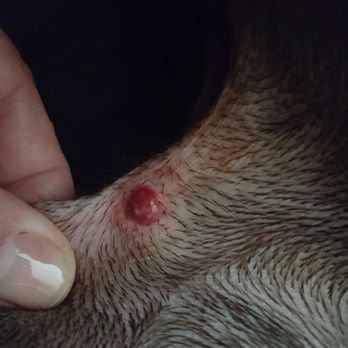 Shanderin Kennels - This is how they returned my dog. - Pet Groomers Near Me - Rowland Heights, California Shanderin Kennels - This is how they returned my dog. - Pet Groomers Near Me - Rowland Heights, California