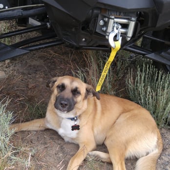 Mountain View Animal Hospital - Just chilling in the shade of the quad. He seems to enjoy riding with us. - Veterinarians Near Me - Bishop, California