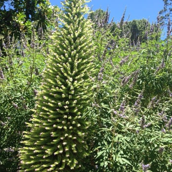 WPA Rock Garden - Lots of interesting plants in th garden - Botanical Gardens Near Me - Sacramento, California