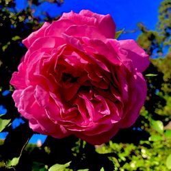Marston House Museum & Gardens - 10/31/24