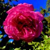 Marston House Museum & Gardens gift card