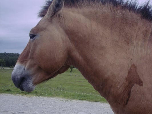 Highland Wildlife Park by null