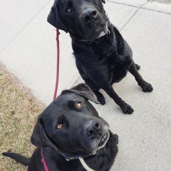 Solar Pawz Dog Walking - Experienced and love all breeds. - Dog Walkers Near Me Solar Pawz Dog Walking - Experienced and love all breeds. - Dog Walkers Near Me