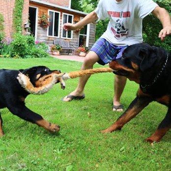 Schomberg Rottweilers - Schomberg Rottweilers - Pet Breeders Near Me