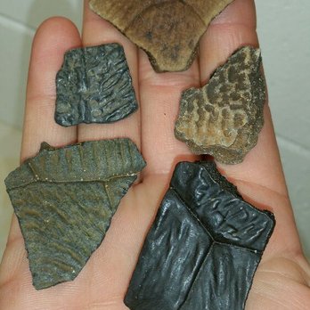 Fossil Funatics - Loads of turtle shell fossils. They are abundant in our hunting locations - Rafting/Kayaking Near Me