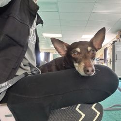 My dog is taking some time out of his training to snuggle with his trainer