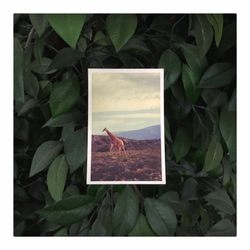 Anderberg Innovative Print Solutions - Landscape/portrait/unique die cut/etc. - We will guide you through our design and print process to create your greeting card!
