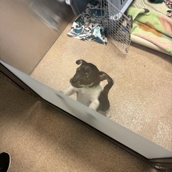 East Bay SPCA - Oakland - Animal Shelters Near Me - Oakland, California