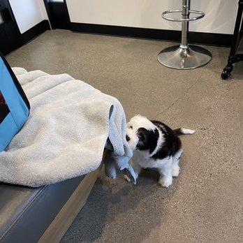 Baker Ranch Animal Hospital - My puppy attacking the blanket - Veterinarians Near Me - Lake Forest, California