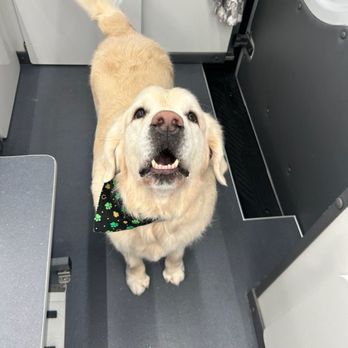 Hot Under the Collar - Mojo loves the grooming from Hot Under the Collar! - Pet Groomers Near Me