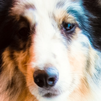 Priceless Pet Services - Pet Sitting Near Me - New York, New York Priceless Pet Services - Pet Sitting Near Me - New York, New York