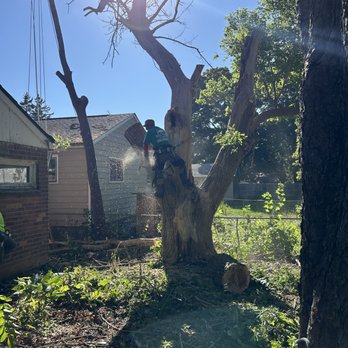 Royal Eagle Tree Service - Tree Services Near Me - Pontiac, Michigan