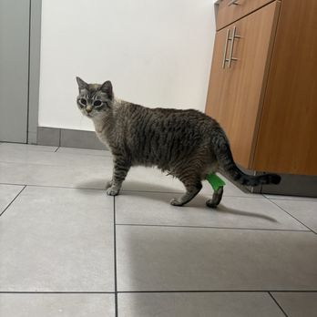 VEG ER for Pets - Emergency Pet Hospital Near Me - San Diego, California