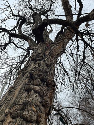 The Witches' Tree by null