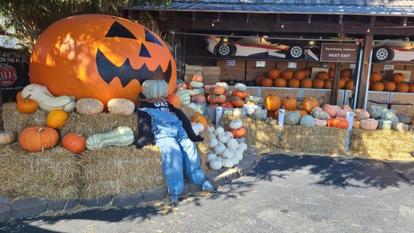 The Famous Tomato by null