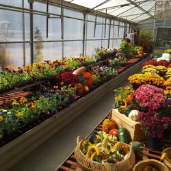 Mary's Greenhouse