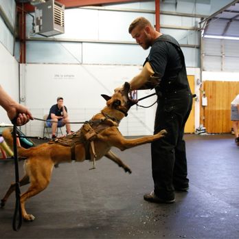 Nitro K-9 - Pet Training Near Me - Bothell, Washington