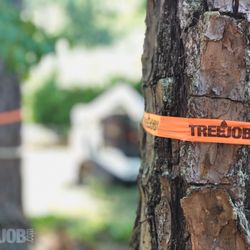 TreeJob
