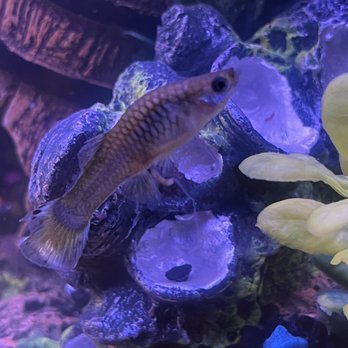 Tide and Stream Aquatics - Female guppy - Local Fish Stores Near Me - Riverview, Florida