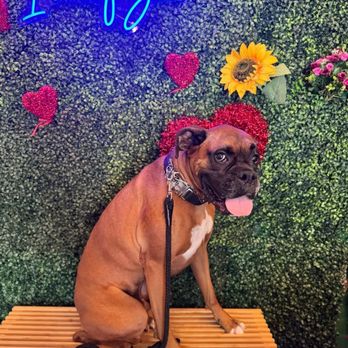 Zeus Barber Pets Spa - I WOOF   you! DUKE Groomed - Pet Groomers Near Me - San Fernando, California