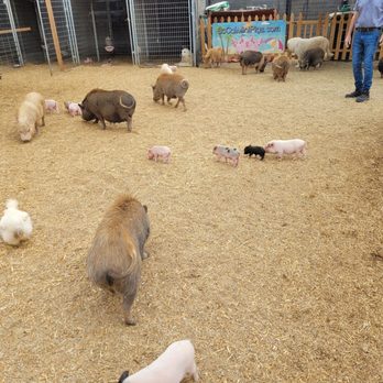 SoCalMiniPigs - Menagerie. - Pet Breeders Near Me - Valley Center, California SoCalMiniPigs - Menagerie. - Pet Breeders Near Me - Valley Center, California
