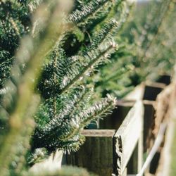 Spiech Tree Farm - Miniature Christmas trees ready to sell.